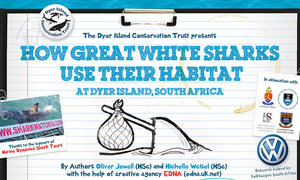 How Great White Sharks Use Their Habitat